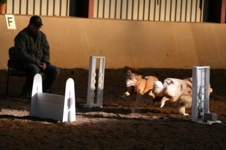 flyball