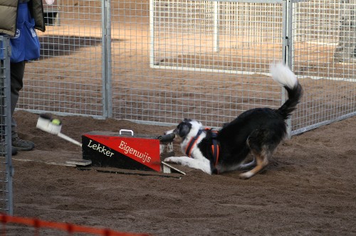 flyball