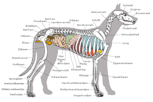 Kynologenvereniging Nieuwegein » Kynologische Kennis